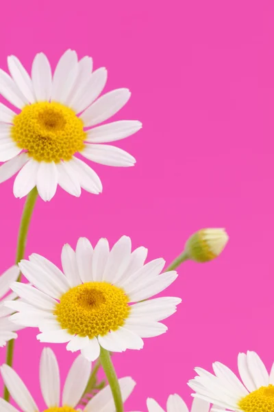 stock image Daisy flower on pink background