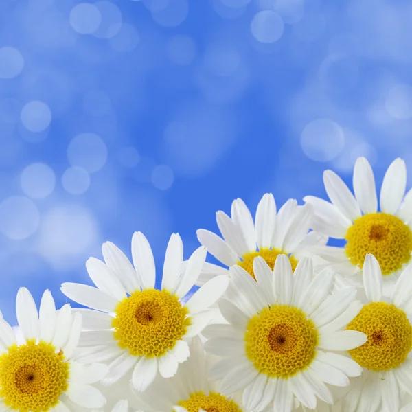 Madeliefjebloemen tegen blauwe gevlekte achtergrond — Stockfoto