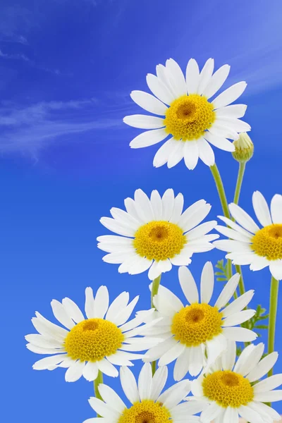 Daisy flower tegen blauwe hemel — Stockfoto