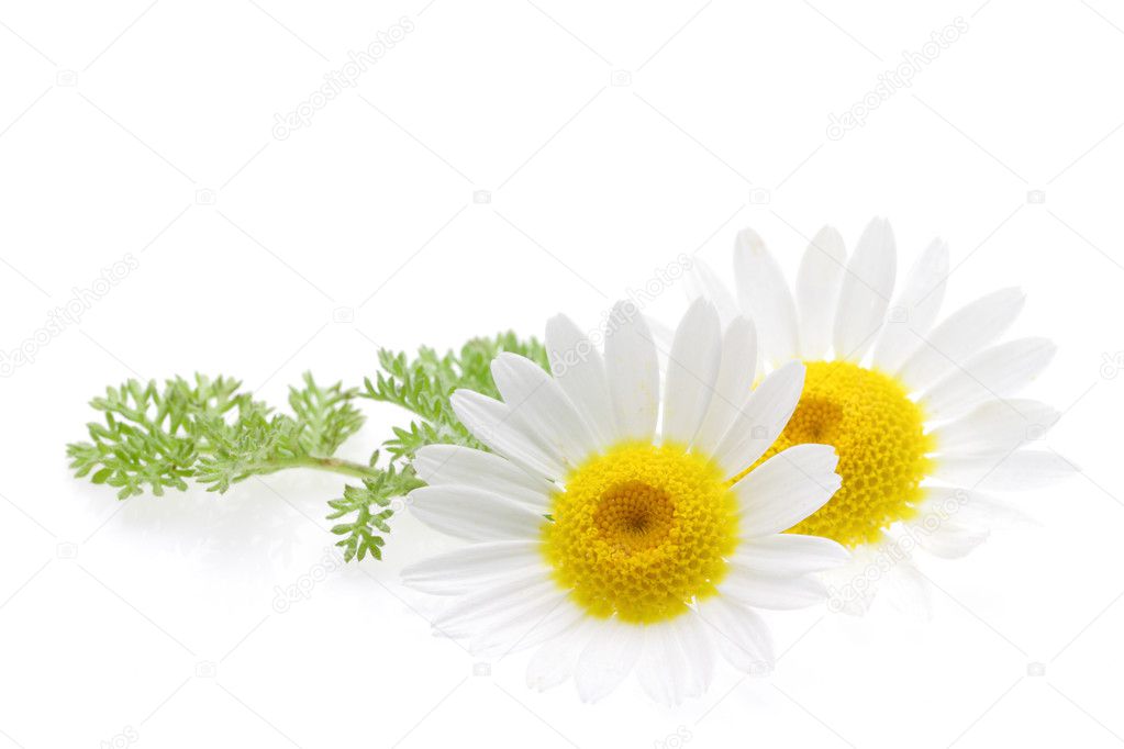 Daisy flower isolated on white