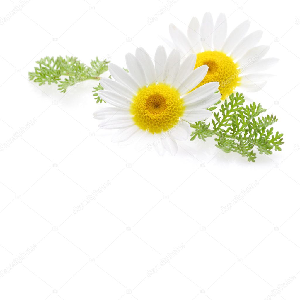Daisy flower at the right corner and text free space at the picture