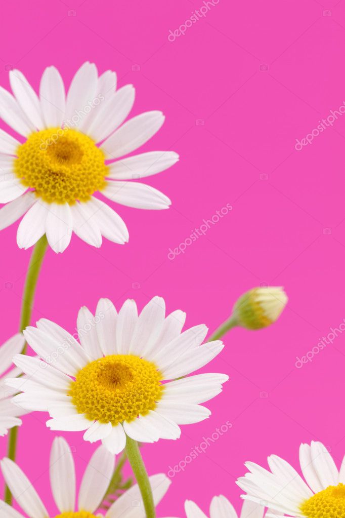 Daisy flower on pink background