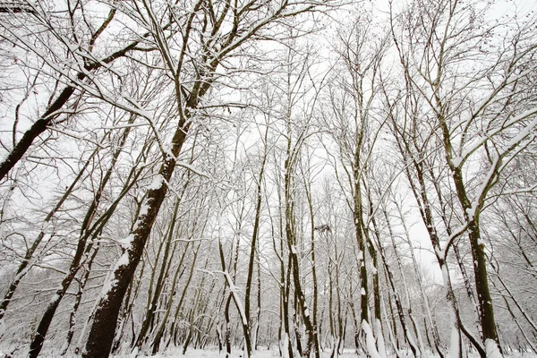 Kış Şubesi — Stok fotoğraf