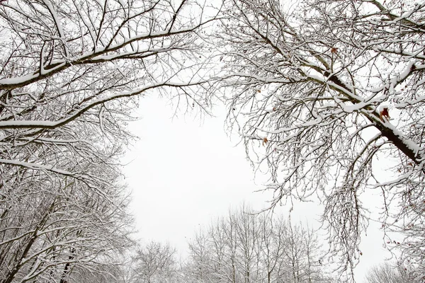 Rama de invierno — Foto de Stock