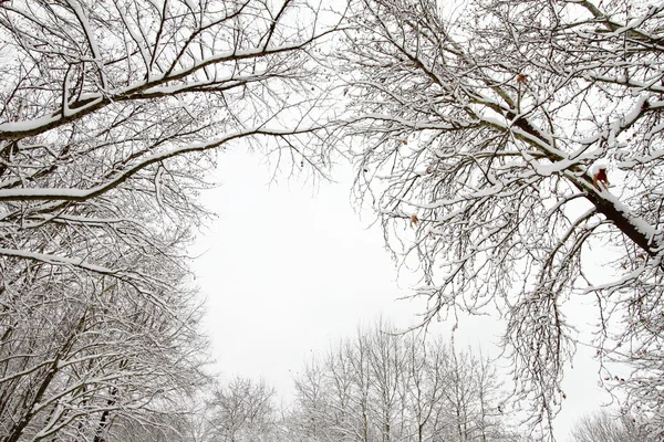 Vintern gren — Stockfoto