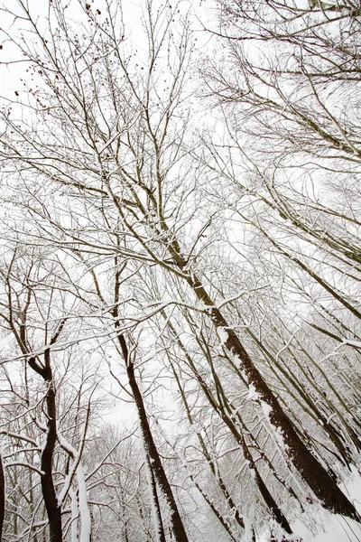 Kış Şubesi — Stok fotoğraf
