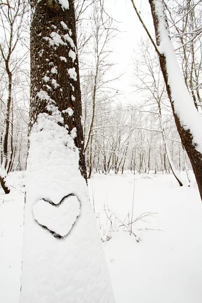 눈 덮인된 나무에 하트 모양 — 스톡 사진