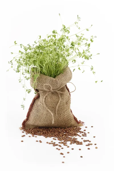 Linze plant in een jute zak — Stockfoto