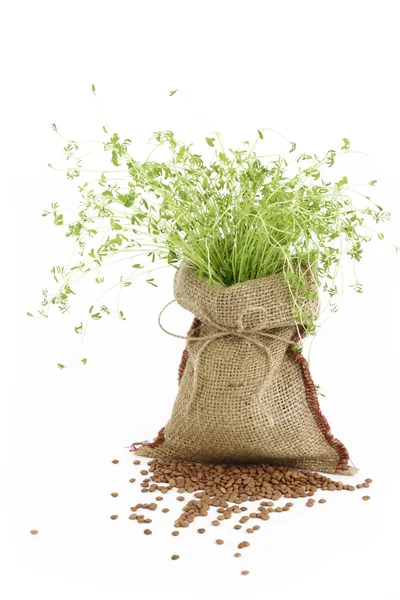 黄麻布の袋のレンズ豆植物 — ストック写真
