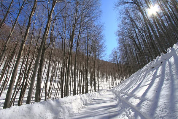 Bosque invernal — Foto de Stock
