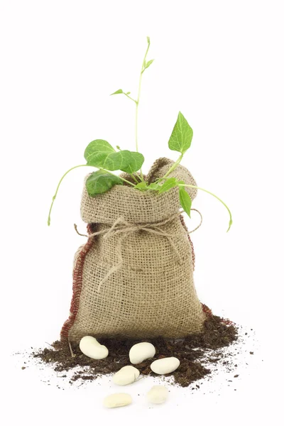 Planta de feijão em um saco de serapilheira — Fotografia de Stock