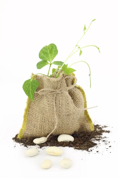 Bean plant in a burlap sack — Stock Photo, Image