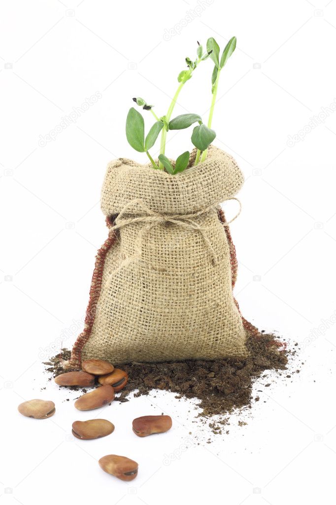 Broad beans plant in a burlap sack