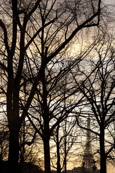 Kış ağaçlar, paris — Stok fotoğraf