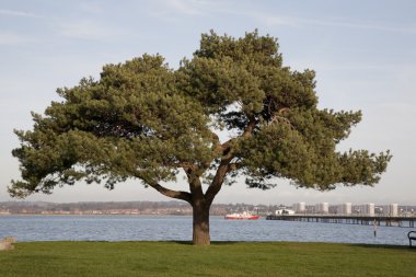 Tree and Hythe Pier clipart