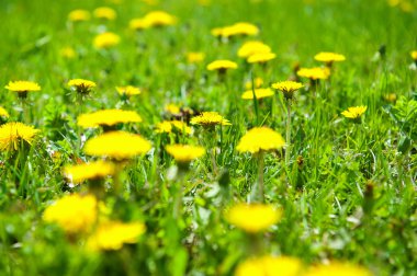 Dandelions yeşil çayır üzerinde