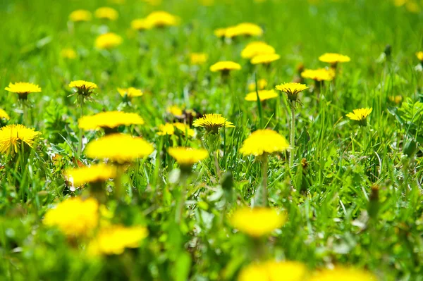 Dandelions yeşil çayır üzerinde — Stok fotoğraf