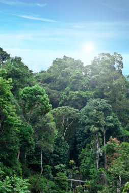 dalat, vietnam, orman dağlarının görünümü