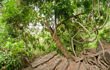 Green wild tropical forest at Dalat, Vietnam clipart