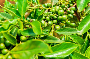 Unripe coffee beans on stem in Vietnam plantation clipart