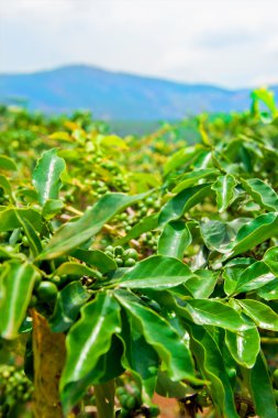 Unripe coffee beans on stem in Vietnam plantation clipart