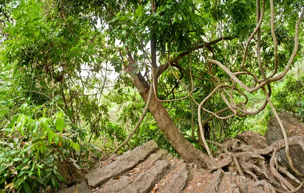 Zelený divoký tropický prales v dalat, vietnam — Stock fotografie