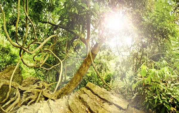 Floresta tropical selvagem verde com raio de luz — Fotografia de Stock