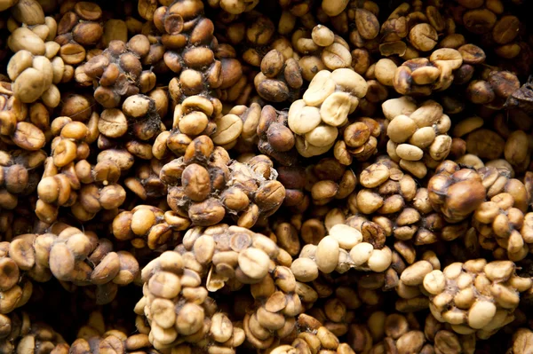 Kopi luwak або цивільна кава, один з найдорожчих і низькопродуктивних сортів кави в світі — стокове фото