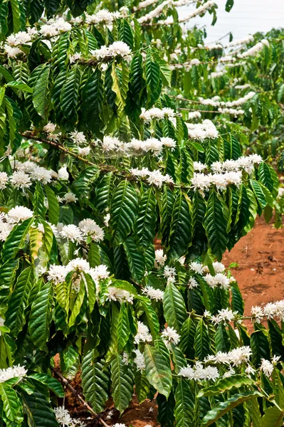 Káva strom v květu, dalat, vietnam — Stock fotografie
