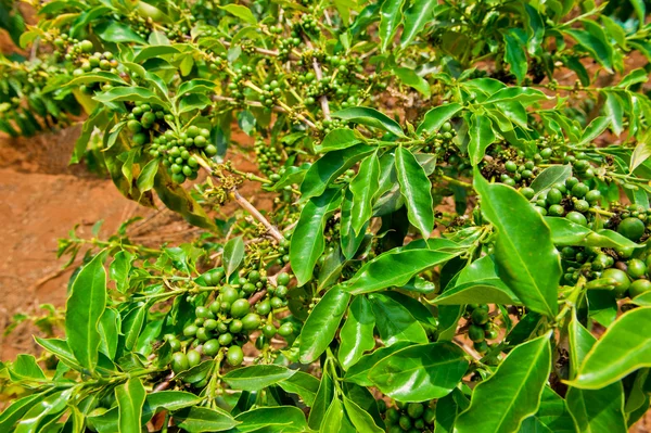 Unripe coffee beans on stem in Vietnam plantation — Stock Photo, Image