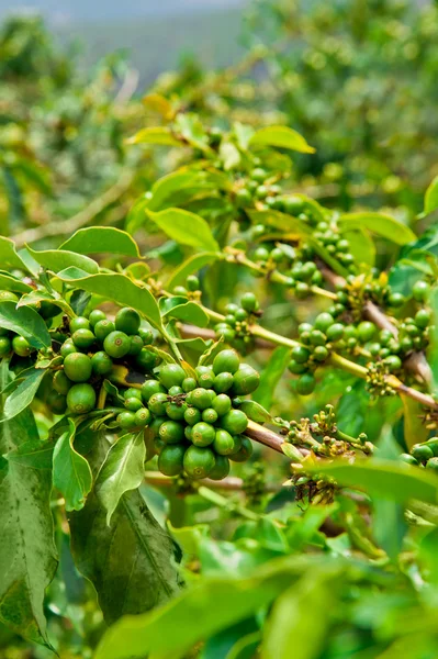 Nezralá kávová zrna na stonku ve Vietnamu plantation — Stock fotografie