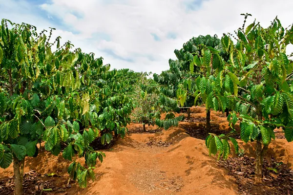 Coffee plantation - Dalat, Vietnam — Stock Photo, Image