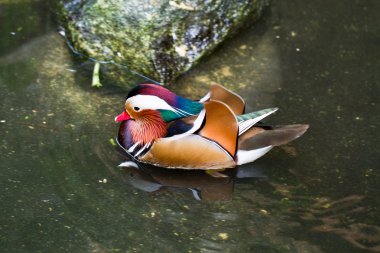 Mandarin Duck (Aix galericulata) male clipart