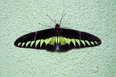 Raca Brooke'un Birdwing (Trogonoptera brookiana) kelebek