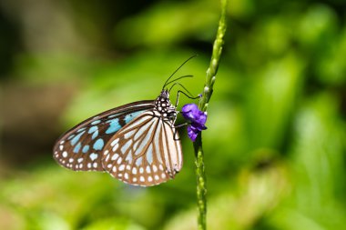 Butterfly on Blue Flower clipart