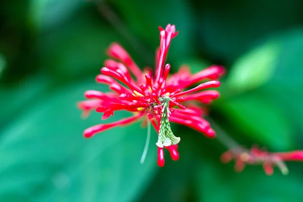 Flor roja Fondo verde — Foto de Stock