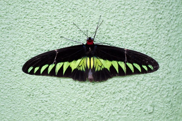 Птичье крыло Раджи Брук (Trogonoptera brookiana) Butterfly — стоковое фото