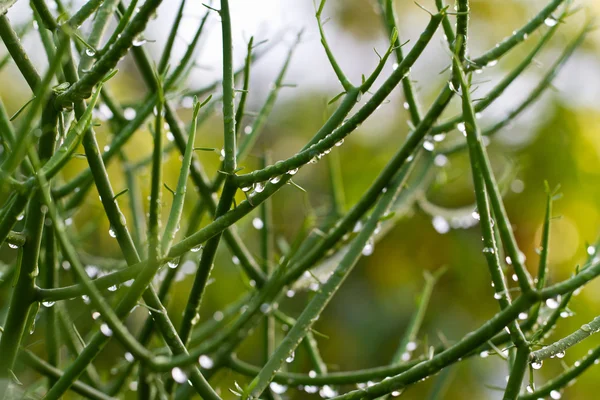 水滴と緑の植物 — ストック写真