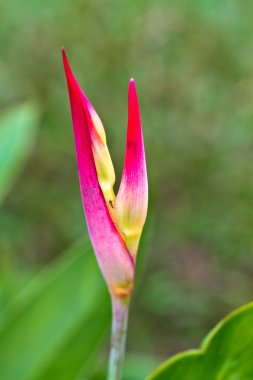 heliconia yakın çekim