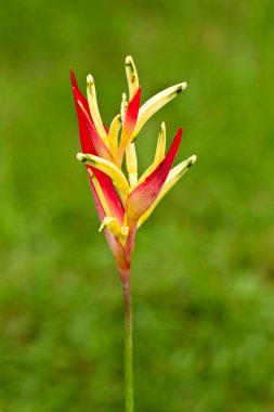 heliconia sapı