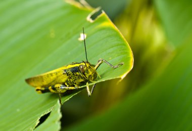 Grasshopper Feeding clipart