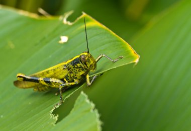 Injured Grasshopper clipart