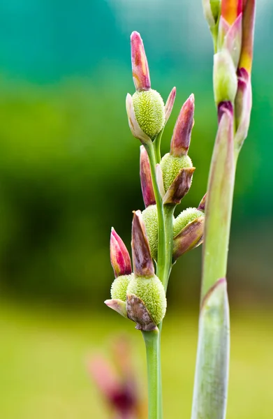 Capullo de flor de canna — Foto de Stock