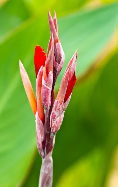 Flor de canna roja — Foto de Stock