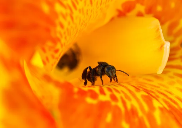 Stingless μέλισσα (spp ΤΡΙΓΩΝΑ) — Φωτογραφία Αρχείου