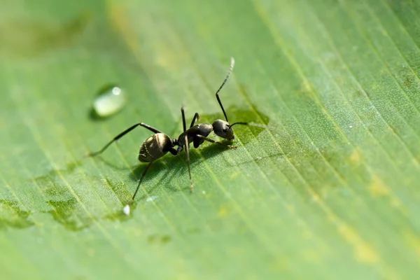 Μαύρο μυρμήγκι σε πράσινο φύλλο — Φωτογραφία Αρχείου