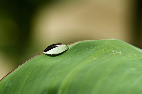 Waterval op groen blad — Stockfoto