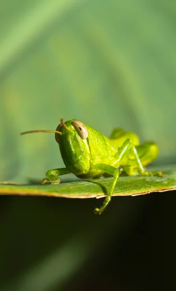 Giovane cavalletta III — Foto Stock