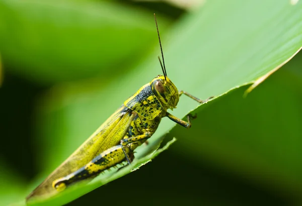 Grasshopper en Eaten Leaf — Foto de Stock