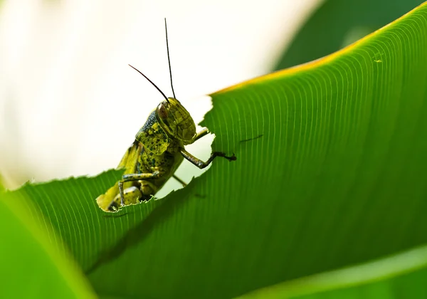 Grasshoppe Peeking Stock Image